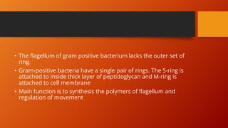 • The flagellum of gram positive bacterium lacks the outer set of
ring.
• Gram-positive bacteria have a single pair of rings. The S-ring is
attached to inside thick layer of peptidoglycan and M-ring is
attached to cell membrane
• Main function is to synthesis the polymers of flagellum and
regulation of movement
 