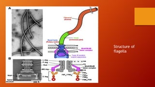 Structure of
flagella
 