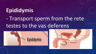 Epididymis
- Transport sperm from the rete
testes to the vas deferens
 
