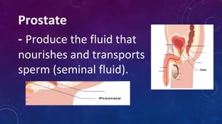 Prostate
- Produce the fluid that
nourishes and transports
sperm (seminal fluid).
 