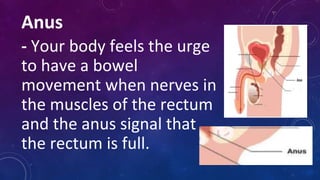 Anus
- Your body feels the urge
to have a bowel
movement when nerves in
the muscles of the rectum
and the anus signal that
the rectum is full.
 