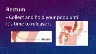 Rectum
- Collect and hold your poop until
it’s time to release it.
 