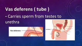 Vas deferens ( tube )
- Carries sperm from testes to
urethra
 