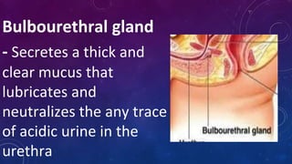 Bulbourethral gland
- Secretes a thick and
clear mucus that
lubricates and
neutralizes the any trace
of acidic urine in the
urethra
 