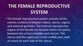 THE FEMALE REPRODUCTIVE
SYSTEM
• The female reproductive system consists of the
ovaries, oviducts (Fallopian tubes), uterus, vagina,
and external genitalia. The internal reproductive
organs of the female are located within the pelvis,
between the urinary bladder and rectum. The
uterus and the vagina are in the middle part, with
an ovary on each side of the uterus.
 