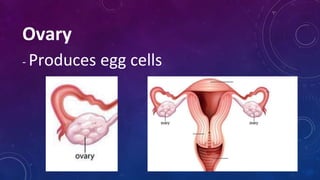 Ovary
- Produces egg cells
 
