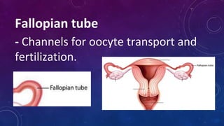 Fallopian tube
- Channels for oocyte transport and
fertilization.
 