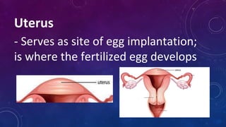 Uterus
- Serves as site of egg implantation;
is where the fertilized egg develops
 