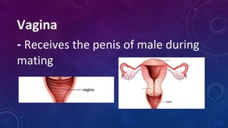 Vagina
- Receives the penis of male during
mating
 