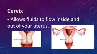 Cervix
- Allows fluids to flow inside and
out of your uterus.
 