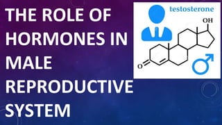 THE ROLE OF
HORMONES IN
MALE
REPRODUCTIVE
SYSTEM
 