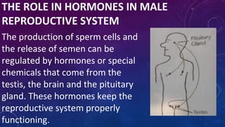 THE ROLE IN HORMONES IN MALE
REPRODUCTIVE SYSTEM
The production of sperm cells and
the release of semen can be
regulated by hormones or special
chemicals that come from the
testis, the brain and the pituitary
gland. These hormones keep the
reproductive system properly
functioning.
 