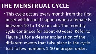 THE MENSTRUAL CYCLE
• This cycle occurs every month from the first
onset which could happen when a female is
between 10 to 13 years old. The monthly
cycle continues for about 40 years. Refer to
Figure 11 for a clearer explanation of the
different events that take place in the cycle.
Just follow numbers 1-10 in proper order.
 