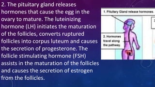 2. The pituitary gland releases
hormones that cause the egg in the
ovary to mature. The luteinizing
hormone (LH) initiates the maturation
of the follicles, converts ruptured
follicles into corpus luteum and causes
the secretion of progesterone. The
follicle stimulating hormone (FSH)
assists in the maturation of the follicles
and causes the secretion of estrogen
from the follicles.
 