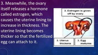 3. Meanwhile, the ovary
itself releases a hormone
called estrogen, which
causes the uterine lining to
increase in thickness. The
uterine lining becomes
thicker so that the fertilized
egg can attach to it.
 