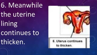 6. Meanwhile
the uterine
lining
continues to
thicken.
 
