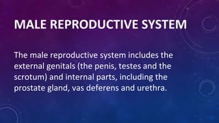 MALE REPRODUCTIVE SYSTEM
The male reproductive system includes the
external genitals (the penis, testes and the
scrotum) and internal parts, including the
prostate gland, vas deferens and urethra.
 
