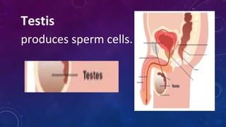 Testis
produces sperm cells.
 