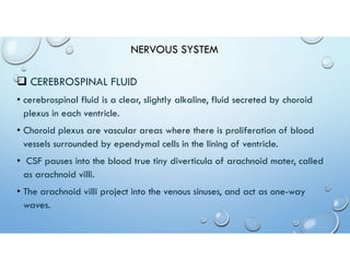 Nervous System Human Anatomy and Phsiology | PDF
