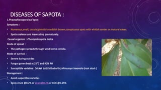 DISEASES OF SAPOTA :
1.Phavophleospora leaf spot :
Symptoms :
? Numerous,small, circular,pinkish to reddish brown,conspicuous spots with whitish center on mature leaves.
? Spots coalesce and leaves drop prematurely.
Causal organism : Phavophleospora indica
Mode of spread :
? The pathogen spreads through wind borne conidia.
Mode of survival :
? Severe during oct-dec
? Fungus grows best at 25C and 90% RH
? Susceptible varieties : Cricket ball,Kirthabarthi,Mimusops hexandra (root stock )
Management :
? Avoid suspectible varieties
? Spray zineb @0.2% or ziram@0.2% or COC @0.25%
 