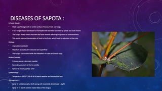 DISEASES OF SAPOTA :
3. Sooty Mould :
? Black superficial growth on entire surface of leaves, fruits and twigs.
? It is a fungal disease developed on honeydew like excretion secreted by aphids and scale insects
? The fungus slowly covers the entire leaf area severely affecting the process of photosynthesis.
? This results reduced translocation of food to the fruits, which leads to reduction in their size.
Etiology :
? Capnodium versicolor
? Mycelium is sepate,dark coloured and superficial
? The fungus is associated with the infestation of scales and mealy bugs.
Mode of spread :
? Primary source is dormant mycelial
? Secondary source is air borne conidia
? Spread by insects,aphids, wind
Epidemiology :
? Temperature 28-32C, 85-90 % RH,warm weather and susceptible host.
Management :
? Spray of wettable sulphur 0.2% along with insecticide dimethoate 1.5g/lit
? Spray of 1? starch solution makes flakes of the fungus.
 