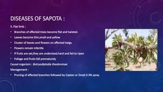 DISEASES OF SAPOTA :
5. Flat limb :
? Branches of affected trees become flat and twisted.
? Leaves become thin,small and yellow
? Cluster of leaves and flowers on affected twigs.
? Flowers remain infertile
? If fruits are set,they are undersized,hard and fail to ripen
? Foliage and fruits fall prematurely
Causal organism : Botryodiplodia theobromae
Management :
? Pruning of affected branches followed by Captan or Zineb 0.3% spray
 