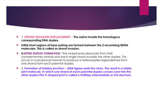 Strand Invasion Presentation.pptx of DNA recombination in Eukaryotes, complete case ...
