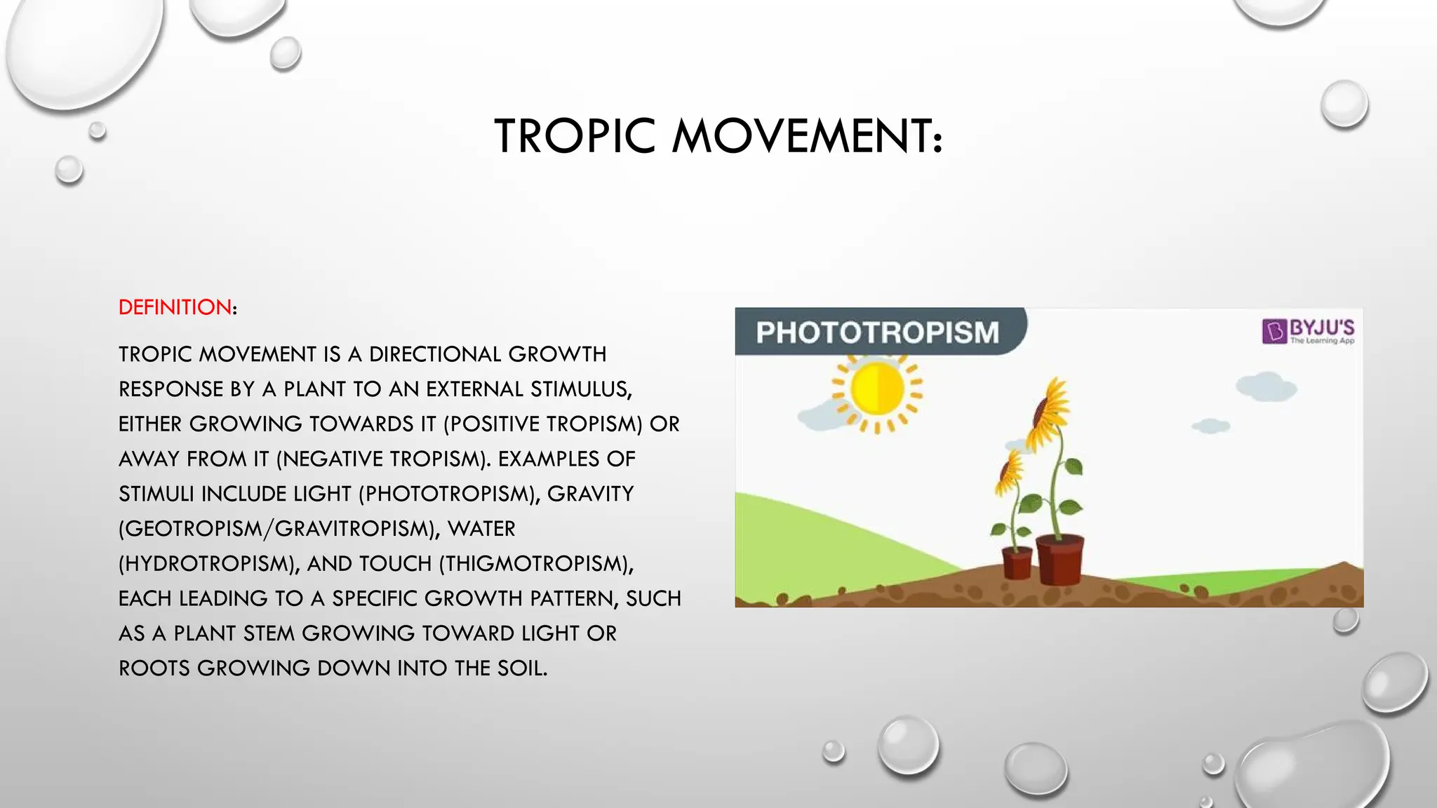 TROPIC MOVEMENT:
DEFINITION:
TROPIC MOVEMENT IS A DIRECTIONAL GROWTH
RESPONSE BY A PLANT TO AN EXTERNAL STIMULUS,
EITHER GROWING TOWARDS IT (POSITIVE TROPISM) OR
AWAY FROM IT (NEGATIVE TROPISM). EXAMPLES OF
STIMULI INCLUDE LIGHT (PHOTOTROPISM), GRAVITY
(GEOTROPISM/GRAVITROPISM), WATER
(HYDROTROPISM), AND TOUCH (THIGMOTROPISM),
EACH LEADING TO A SPECIFIC GROWTH PATTERN, SUCH
AS A PLANT STEM GROWING TOWARD LIGHT OR
ROOTS GROWING DOWN INTO THE SOIL.
 