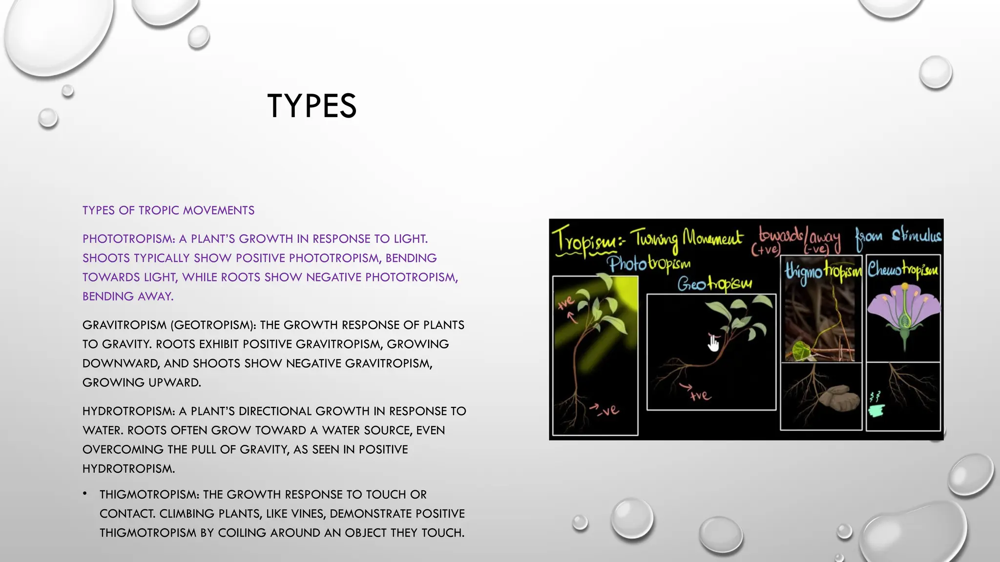 TYPES
TYPES OF TROPIC MOVEMENTS
PHOTOTROPISM: A PLANT’S GROWTH IN RESPONSE TO LIGHT.
SHOOTS TYPICALLY SHOW POSITIVE PHOTOTROPISM, BENDING
TOWARDS LIGHT, WHILE ROOTS SHOW NEGATIVE PHOTOTROPISM,
BENDING AWAY.
GRAVITROPISM (GEOTROPISM): THE GROWTH RESPONSE OF PLANTS
TO GRAVITY. ROOTS EXHIBIT POSITIVE GRAVITROPISM, GROWING
DOWNWARD, AND SHOOTS SHOW NEGATIVE GRAVITROPISM,
GROWING UPWARD.
HYDROTROPISM: A PLANT’S DIRECTIONAL GROWTH IN RESPONSE TO
WATER. ROOTS OFTEN GROW TOWARD A WATER SOURCE, EVEN
OVERCOMING THE PULL OF GRAVITY, AS SEEN IN POSITIVE
HYDROTROPISM.
• THIGMOTROPISM: THE GROWTH RESPONSE TO TOUCH OR
CONTACT. CLIMBING PLANTS, LIKE VINES, DEMONSTRATE POSITIVE
THIGMOTROPISM BY COILING AROUND AN OBJECT THEY TOUCH.
 