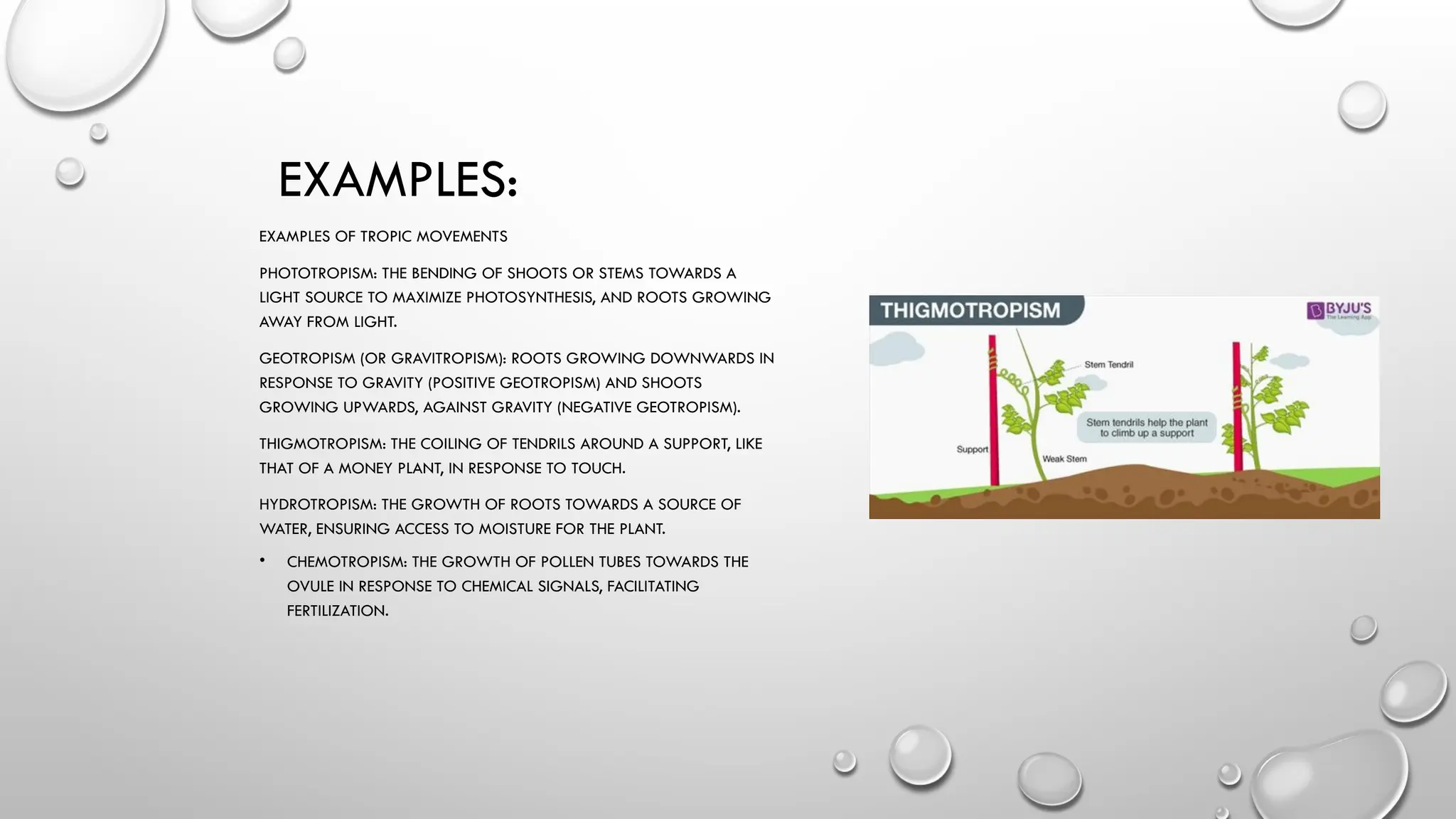 EXAMPLES:
EXAMPLES OF TROPIC MOVEMENTS
PHOTOTROPISM: THE BENDING OF SHOOTS OR STEMS TOWARDS A
LIGHT SOURCE TO MAXIMIZE PHOTOSYNTHESIS, AND ROOTS GROWING
AWAY FROM LIGHT.
GEOTROPISM (OR GRAVITROPISM): ROOTS GROWING DOWNWARDS IN
RESPONSE TO GRAVITY (POSITIVE GEOTROPISM) AND SHOOTS
GROWING UPWARDS, AGAINST GRAVITY (NEGATIVE GEOTROPISM).
THIGMOTROPISM: THE COILING OF TENDRILS AROUND A SUPPORT, LIKE
THAT OF A MONEY PLANT, IN RESPONSE TO TOUCH.
HYDROTROPISM: THE GROWTH OF ROOTS TOWARDS A SOURCE OF
WATER, ENSURING ACCESS TO MOISTURE FOR THE PLANT.
• CHEMOTROPISM: THE GROWTH OF POLLEN TUBES TOWARDS THE
OVULE IN RESPONSE TO CHEMICAL SIGNALS, FACILITATING
FERTILIZATION.
 
