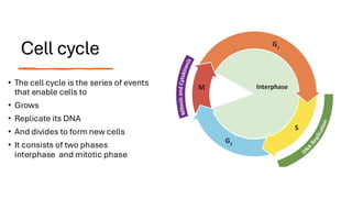 Presentation.pdf for Biology students cell cycle | PDF