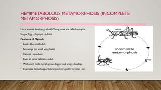 Insect metamorphosis presentation22.pptx