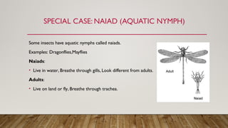 Insect metamorphosis presentation22.pptx
