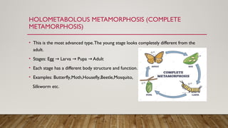 Insect metamorphosis presentation22.pptx