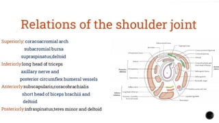 Comprehensive Overview of Shoulder Joint Anatomy and Function | PPTX