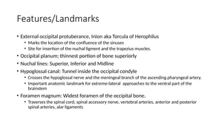 Comprehensive Anatomy and Historical Study of the Human Skull | PPTX