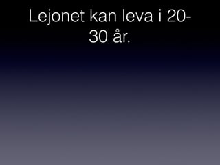 Lejonet kan leva i 2030 år.

 