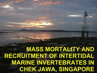 MASS MORTALITY AND RECRUITMENT OF INTERTIDAL MARINE INVERTEBRATES IN CHEK JAWA, SINGAPORE 