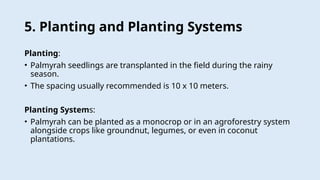 Production technology of palmyrah.......ppt
