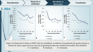 Figure: Evolution de la teneur en MDA chez les cotylédons, la radicule et la gemmule des grains témoins et
traitées de Vigna unguiculata au cours de la germination dans des condition favorables (Eau distillée).
C: Cotylédons. R: Radicule. G: Gemmule.
Introduction
Matériel et
méthodes
Résultats et
discussion
Conclusion
0
0,02
0,04
0,06
0,08
0,1
0,12
0,14
0,16
0,18
0,2
1h 6h 12h 22h 32h 42h
TeneurenMDA
(µmole.g-1MVF)
Temps de germination
Témoins
PriméesC
0
0,05
0,1
0,15
0,2
0,25
0,3
1h 6h 12h 22h 32h 42h
TeneurenMDA
(µmole.g-1MVF)
Temps de germination
Témoins
PriméesR
0
0,05
0,1
0,15
0,2
0,25
0,3
0,35
0,4
1h 6h 12h 22h 32h 42h
TeneurenMDA
(µmole.g-1MVF)
Temps de germination
Témoins
Primées
G
 