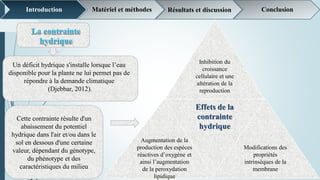 Introduction Matériel et méthodes Résultats et discussion Conclusion
Cette contrainte résulte d'un
abaissement du potentiel
hydrique dans l'air et/ou dans le
sol en dessous d'une certaine
valeur, dépendant du génotype,
du phénotype et des
caractéristiques du milieu
Inhibition du
croissance
cellulaire et une
altération de la
reproduction
Augmentation de la
production des espèces
réactives d’oxygène et
ainsi l’augmentation
de la peroxydation
lipidique
Effets de la
contrainte
hydrique
Modifications des
propriétés
intrinsèques de la
membrane
Un déficit hydrique s'installe lorsque l’eau
disponible pour la plante ne lui permet pas de
répondre à la demande climatique
(Djebbar, 2012).
 