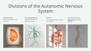 Presentation - Autonomic Nervous System.pptx