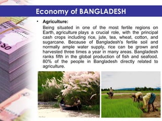 • Agriculture:
Being situated in one of the most fertile regions on
Earth, agriculture plays a crucial role, with the principal
cash crops including rice, jute, tea, wheat, cotton, and
sugarcane. Because of Bangladesh's fertile soil and
normally ample water supply, rice can be grown and
harvested three times a year in many areas. Bangladesh
ranks fifth in the global production of fish and seafood.
80% of the people in Bangladesh directly related to
agriculture.
Economy of BANGLADESH
 