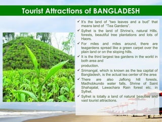  It’s the land of “two leaves and a bud” that
means land of “Tea Gardens”.
 Sylhet is the land of Shrine’s, natural Hills,
forests, beautiful tree plantations and lots of
Haors.
 For miles and miles around, there are
teagardens spread like a green carpet over the
plain land or on the sloping hills.
 It is the third largest tea gardens in the world in
both area and
production.
 Srimangal, which is known as the tea capital of
Bangladesh, is the actual tea center of the area
 There are also Jaflong hill forests,
Madhobkundo water falls, Shrine of Saint
Shahajalal, Lawachara Rain forest etc. in
Sylhet.
 Sylhet is totally a land of natural beauties and
vast tourist attractions.
Tourist Attractions of BANGLADESH
 