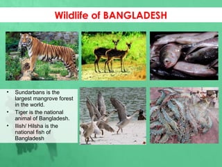 • Sundarbans is the
largest mangrove forest
in the world.
• Tiger is the national
animal of Bangladesh.
• Ilish/ Hilsha is the
national fish of
Bangladesh
•
Wildlife of BANGLADESH
 