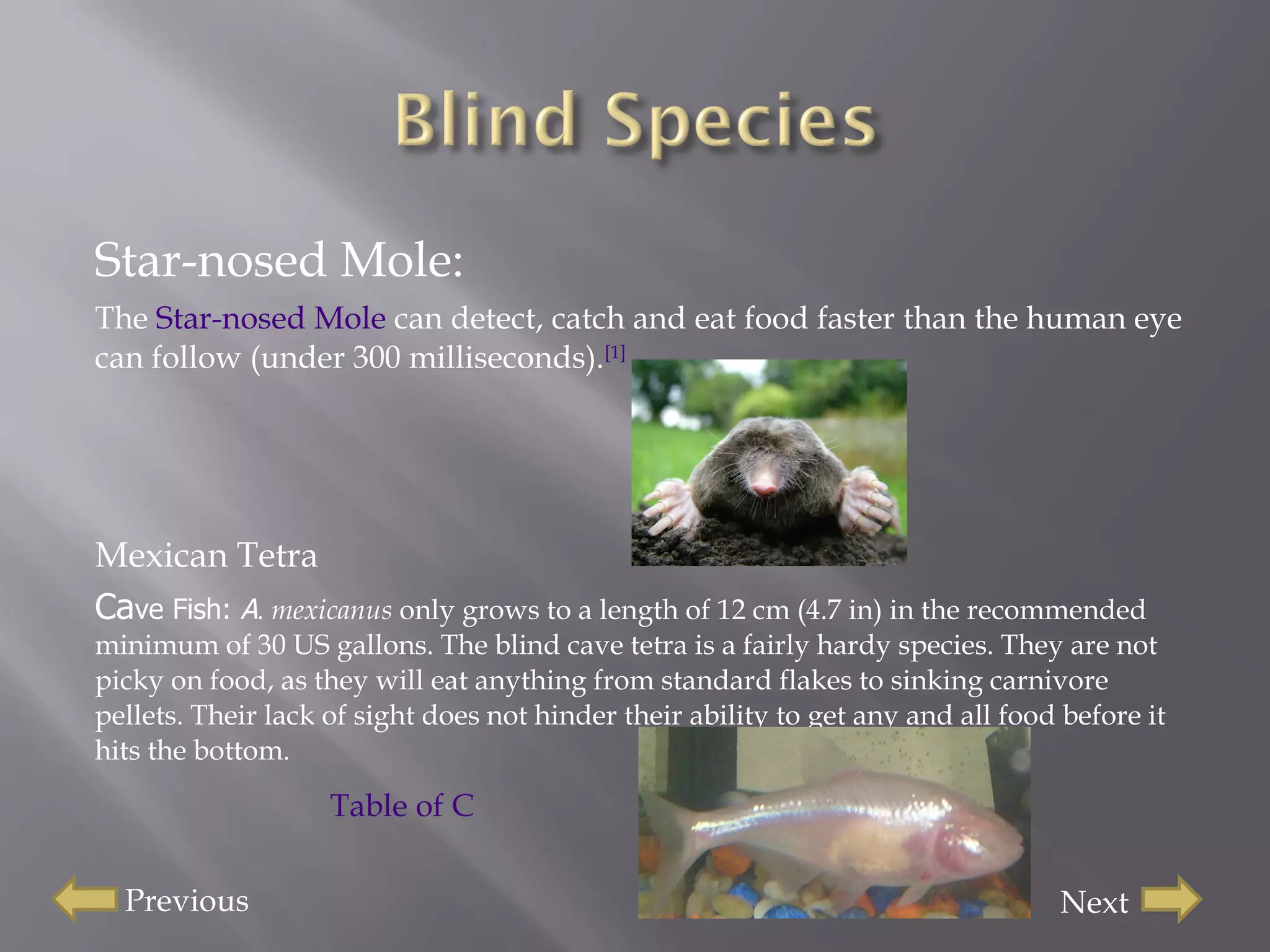 Star-nosed Mole: The  Star-nosed Mole  can detect, catch and eat food faster than the human eye can follow (under 300 milliseconds). [1] Mexican Tetra  Ca ve Fish:  A . mexicanus  only grows to a length of 12 cm (4.7 in) in the recommended minimum of 30 US gallons. The blind cave tetra is a fairly hardy species. They are not picky on food, as they will eat anything from standard flakes to sinking carnivore pellets. Their lack of sight does not hinder their ability to get any and all food before it hits the bottom. Previous Next Table of Contents 