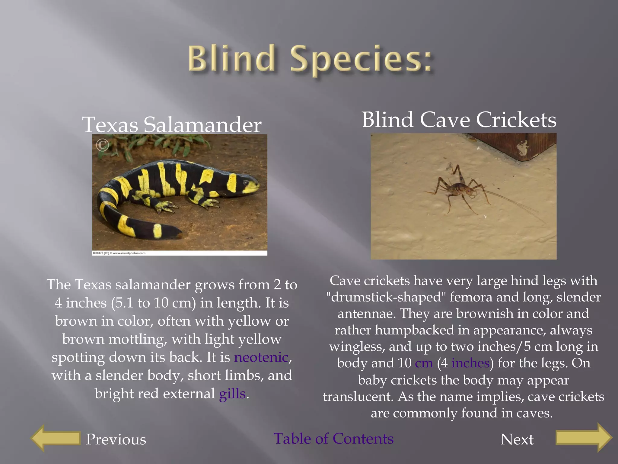 Texas Salamander The Texas salamander grows from 2 to 4 inches (5.1 to 10 cm) in length. It is brown in color, often with yellow or brown mottling, with light yellow spotting down its back. It is  neotenic , with a slender body, short limbs, and bright red external  gills . Blind Cave Crickets Cave crickets have very large hind legs with &quot;drumstick-shaped&quot; femora and long, slender antennae. They are brownish in color and rather humpbacked in appearance, always wingless, and up to two inches/5 cm long in body and 10  cm  (4  inches ) for the legs. On baby crickets the body may appear translucent. As the name implies, cave crickets are commonly found in caves.  Previous  Next  Table of Contents 