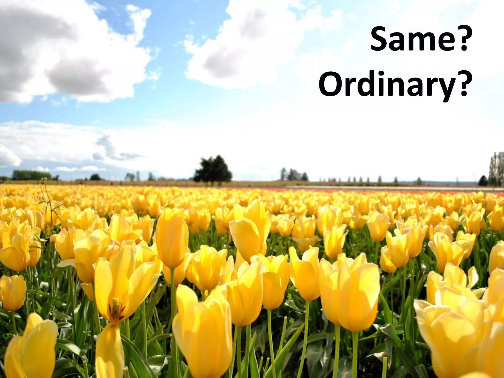 Same?
Ordinary?
 