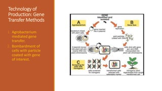 Technology of
Production: Gene
Transfer Methods
1. Agrobacterium
mediated gene
transfer.
2. Bombardment of
cells with particle
coated with gene
of interest.
 