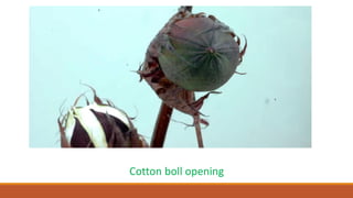 Cotton boll opening
 